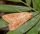  Mythimna vitellina