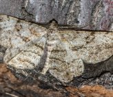 Peribatodes rhomboidaria