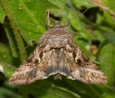 Autographa gamma