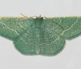 Phaiogramma etruscaria