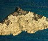 Xanthorhoe fluctuata