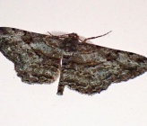 Peribatodes rhomboidaria