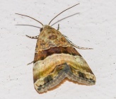 Pseudozarba bipartita