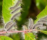 Thaumetopoea solitaria