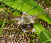 Hemaris tityus
