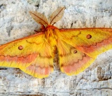 Perisomena caecigena