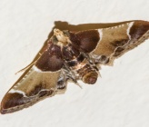 Pyralis farinalis