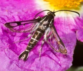 Pyropteron muscaeformis