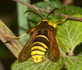 Sesia apiformis
