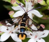 Synanthedon cephiformis