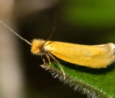 Ceratuncus danubiella