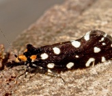 Euplocamus anthracinalis