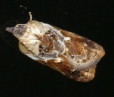 Acleris variegana