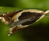 Ancylis badiana