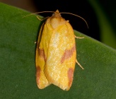 Aphelia peramplana