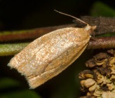 Clepsis consimilana