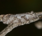 Cnephasia stephensiana