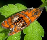 Olethreutes arcuella