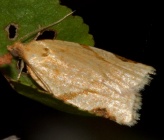 Paramesia gnomana