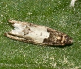 Spilonota ocellana