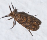 Ochsenheimeria taurella