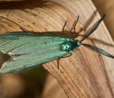 Jordanita globulariae