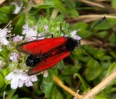 Zygaena brizae