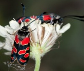 Zygaena carniolica