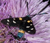 Zygaena ephialtes