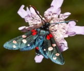 Zygaena ephialtes