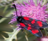 Zygaena loti