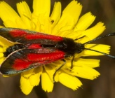 Zygaena punctum