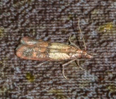 Plodia interpunctella