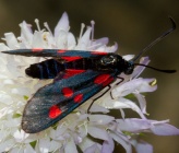 Zygaena angelicae