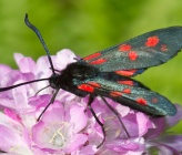 Zygaena filipendulae