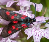 Zygaena filipendulae