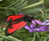 Zygaena minos