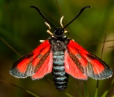 Zygaena nevadensis