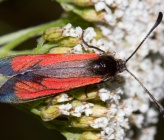 Zygaena purpuralis
