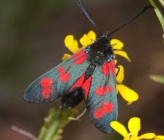 Zygaena viciae