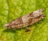 Crocidosema plebejana