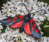 Zygaena lonicerae