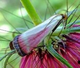 Oncocera semirubella