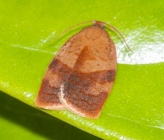 Cacoecimorpha pronubana