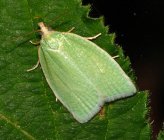 Tortrix viridana