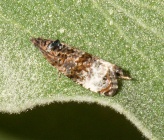 Endothenia gentianaeana