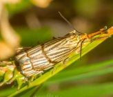 Chrysocrambus craterellus