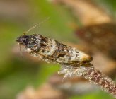 Endothenia marginana