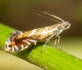 Glyphipterix simpliciella