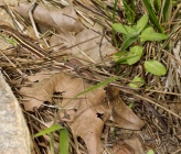 Lacerta diplochondrodes subsp cariensis  
